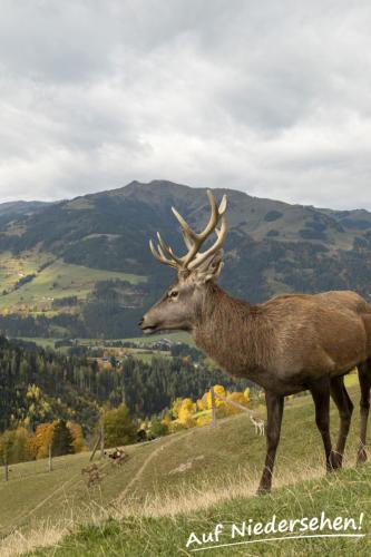 Wildpark Aurach